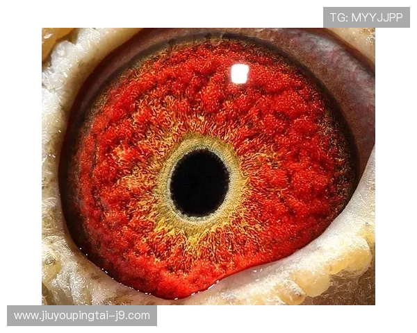 全面解析AG注册体育的流程与技巧，助你快速成为投注高手